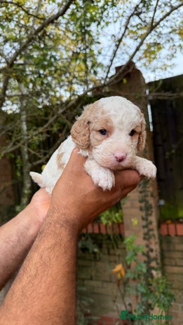 Cavapoo dogs - Advert 16