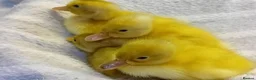 Ducks poultry for sale: Pure Silver Indian Runner Ducklings - Advert 2