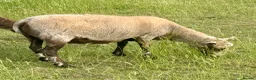 Sheep livestock for sale: Registered Shetland Sheep Ewes in Sheerness - Advert 5