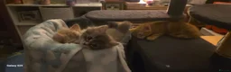 Mixed Breed cats for sale: GORGEOUS KITTENS in Ripon - Advert 13