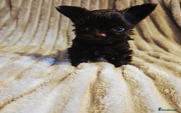 Yorkshire Terrier dogs for sale: SmaltypeYorkshire terrier Chocolate/black IHR.e.V  - Image 38