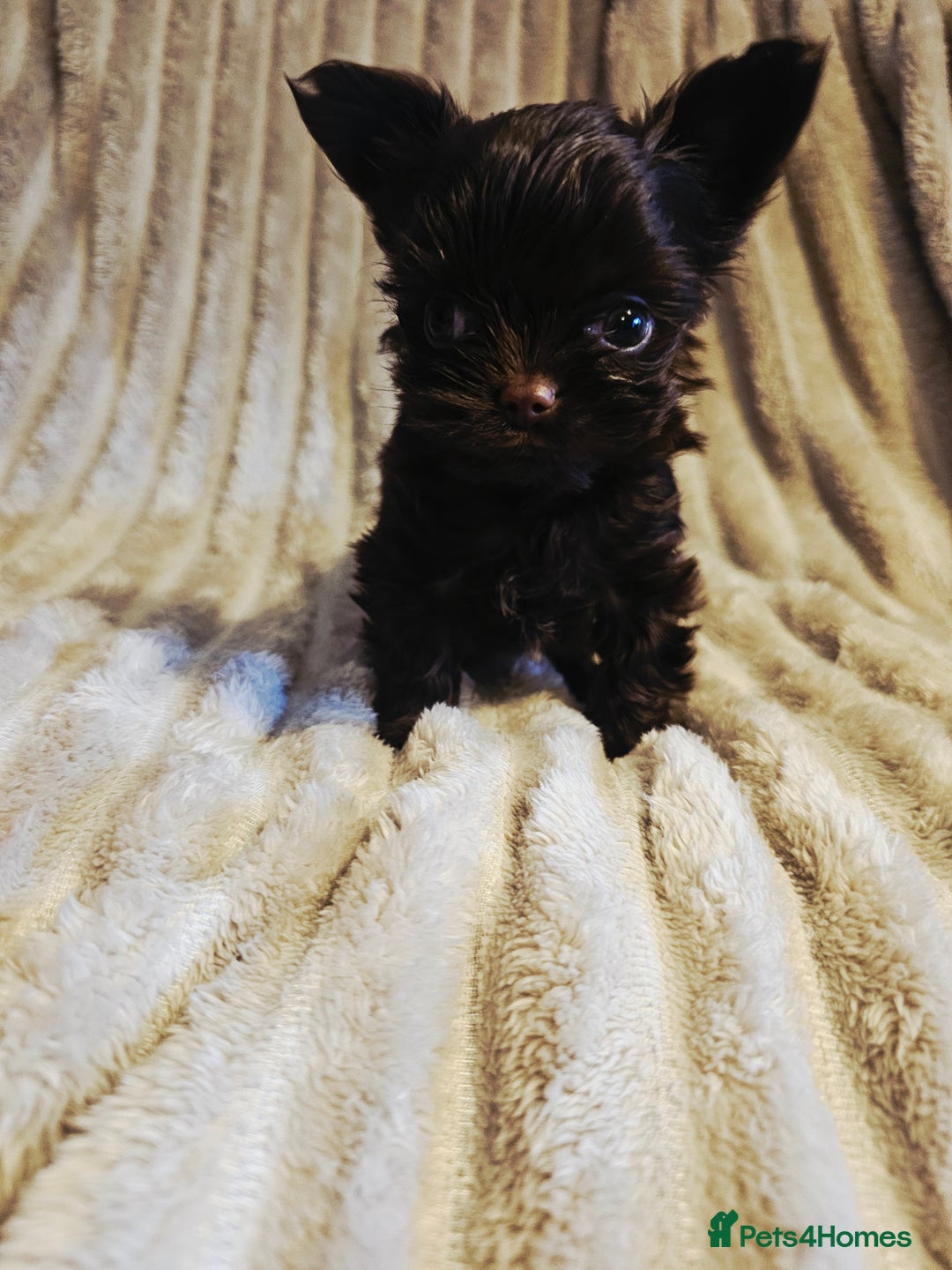Yorkshire Terrier dogs for sale: SmaltypeYorkshire terrier Chocolate/black IHR.e.V  - Image 38