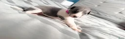 Whippet dogs for sale: Whippet puppies  - Advert 17