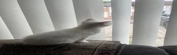 Mixed Breed cats for sale: Female Whait kittens for ready new home in Coventry - Advert 4
