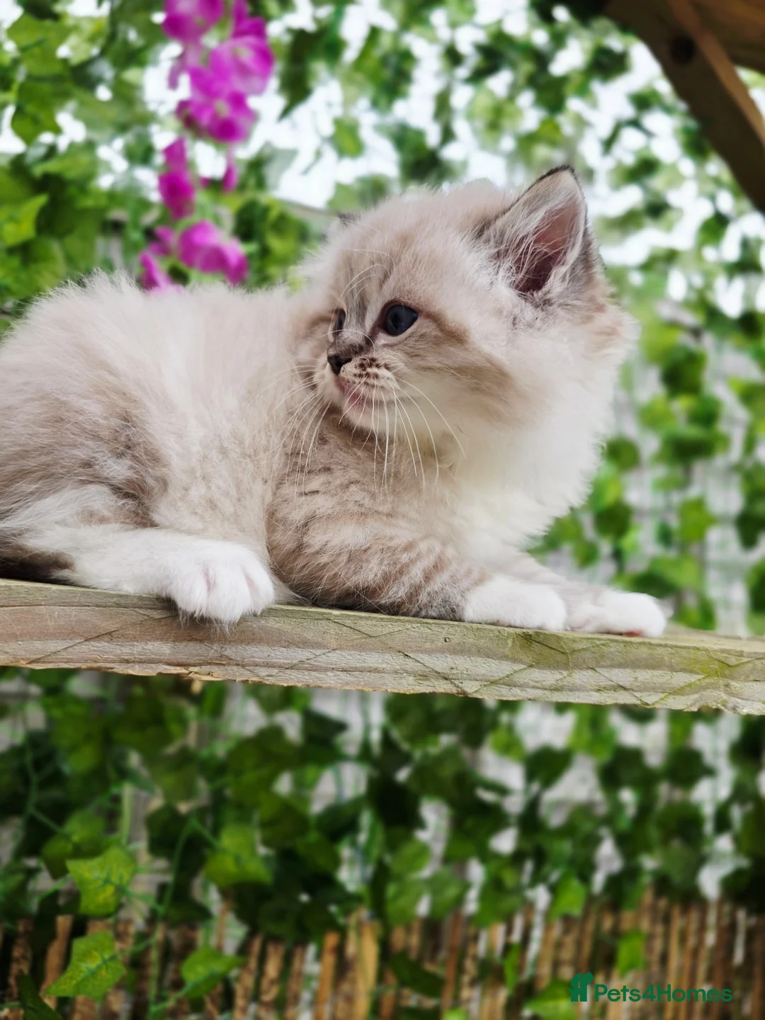 Ragdoll cats for sale: 5 amazing European babies.  Tica registered  - Advert 5