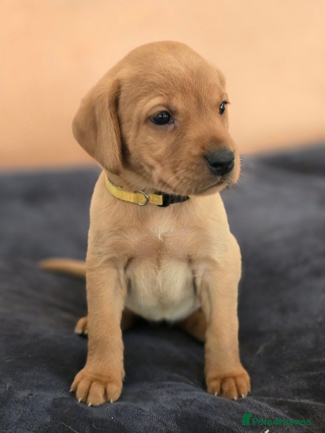 Labrador Retriever dogs for sale: Well bred KC labrador puppies - Advert 2