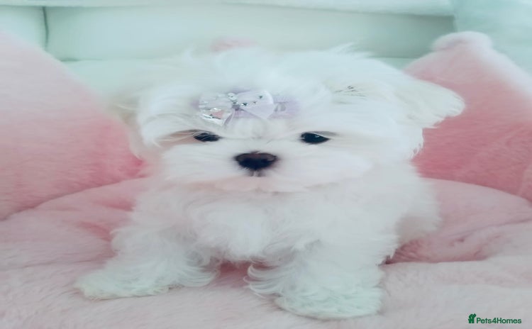 Maltese dogs - Advert 1