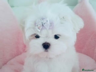 Maltese dogs - Advert 1