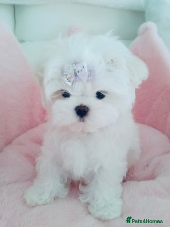 Maltese dogs - Advert 1