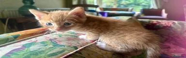 Mixed Breed 1 - strong ginger boy