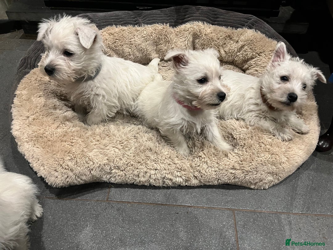 West Highland Terrier dogs for sale: Lovely litter of Westie Puppies - Advert 6