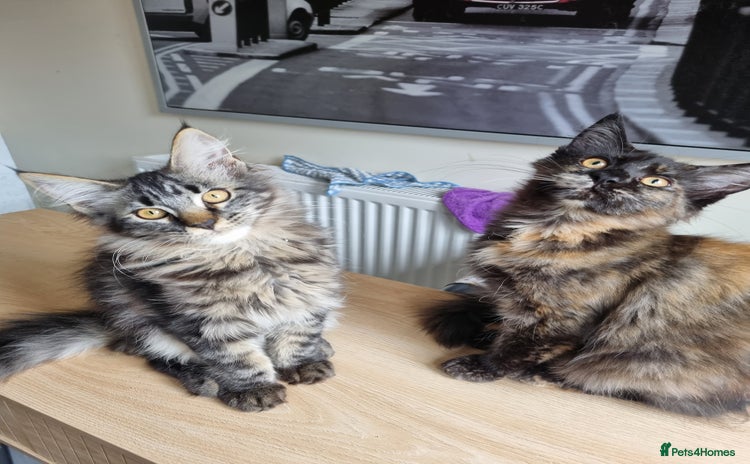 Maine Coon cats - Advert 1