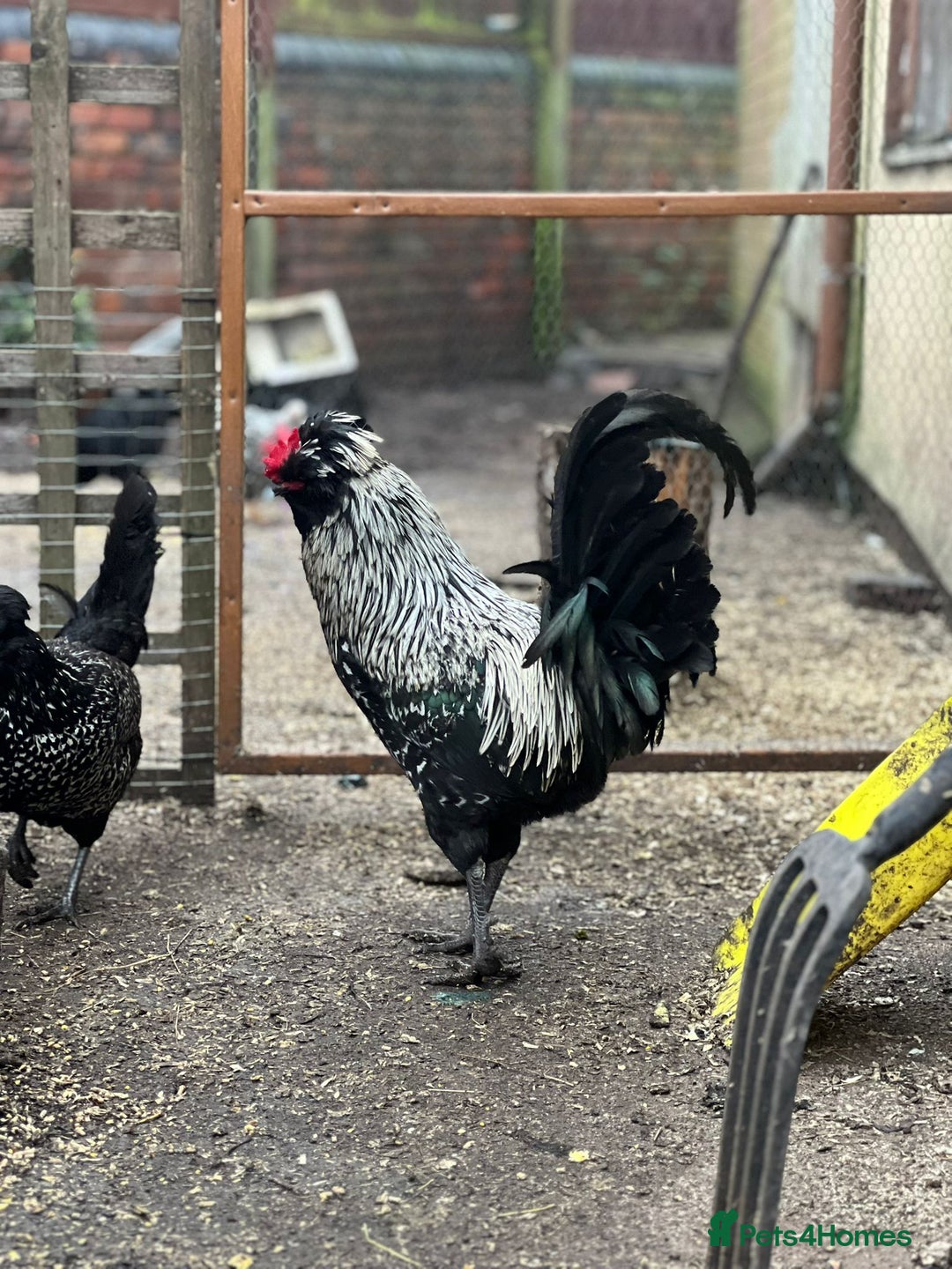 Chickens poultry for sale: Four wonderful boys  - Advert 2