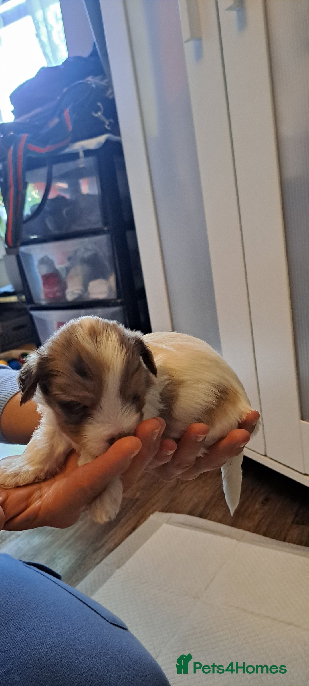 Yorkshire Terrier dogs for sale: 1 Boy & 3 Girls with Unique Coats - Image 5