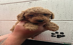 Schnoodle dogs for sale: Beautiful Schnoodle puppys - Image 13