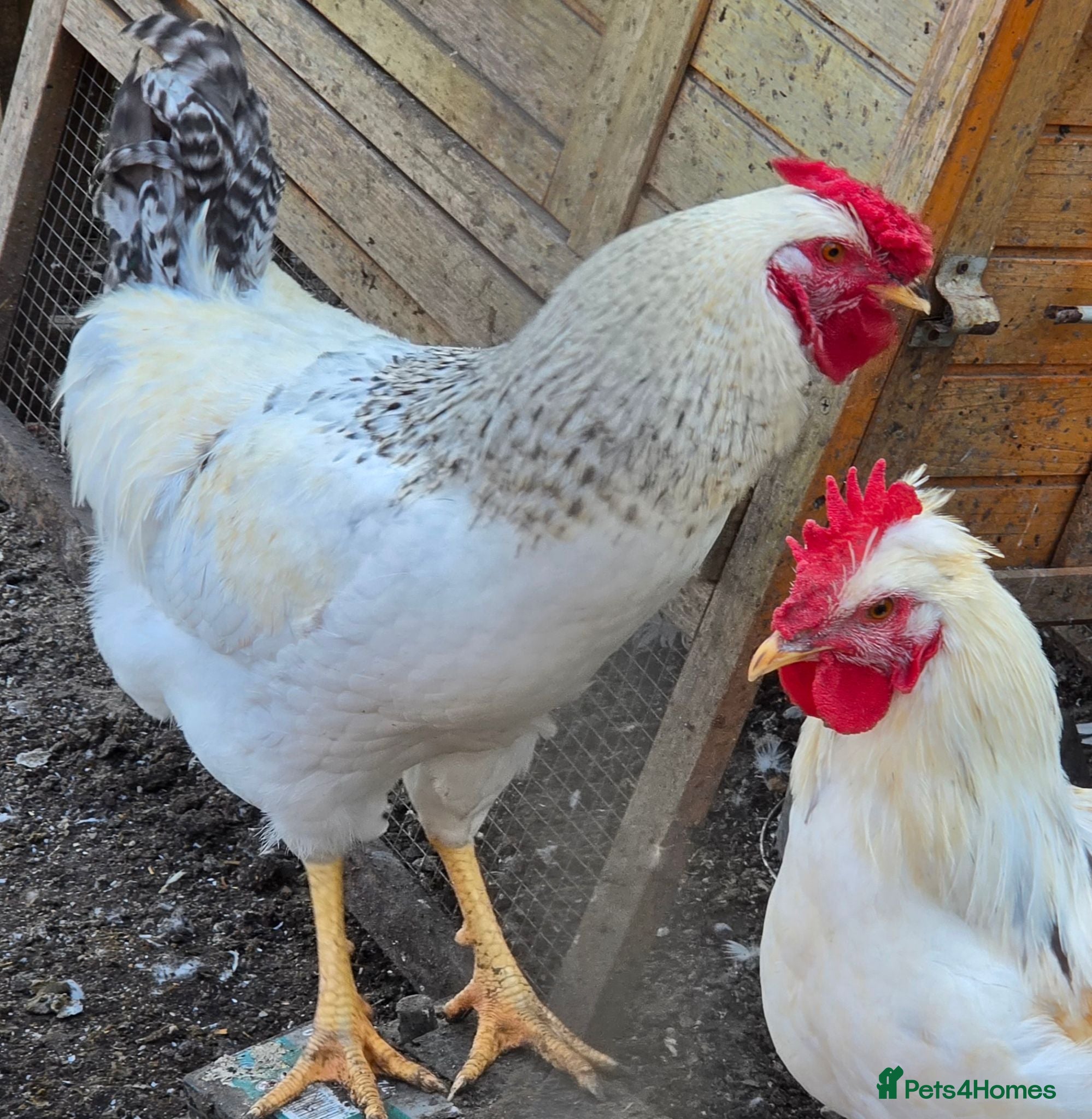 Chickens poultry Cockerells - Advert 3