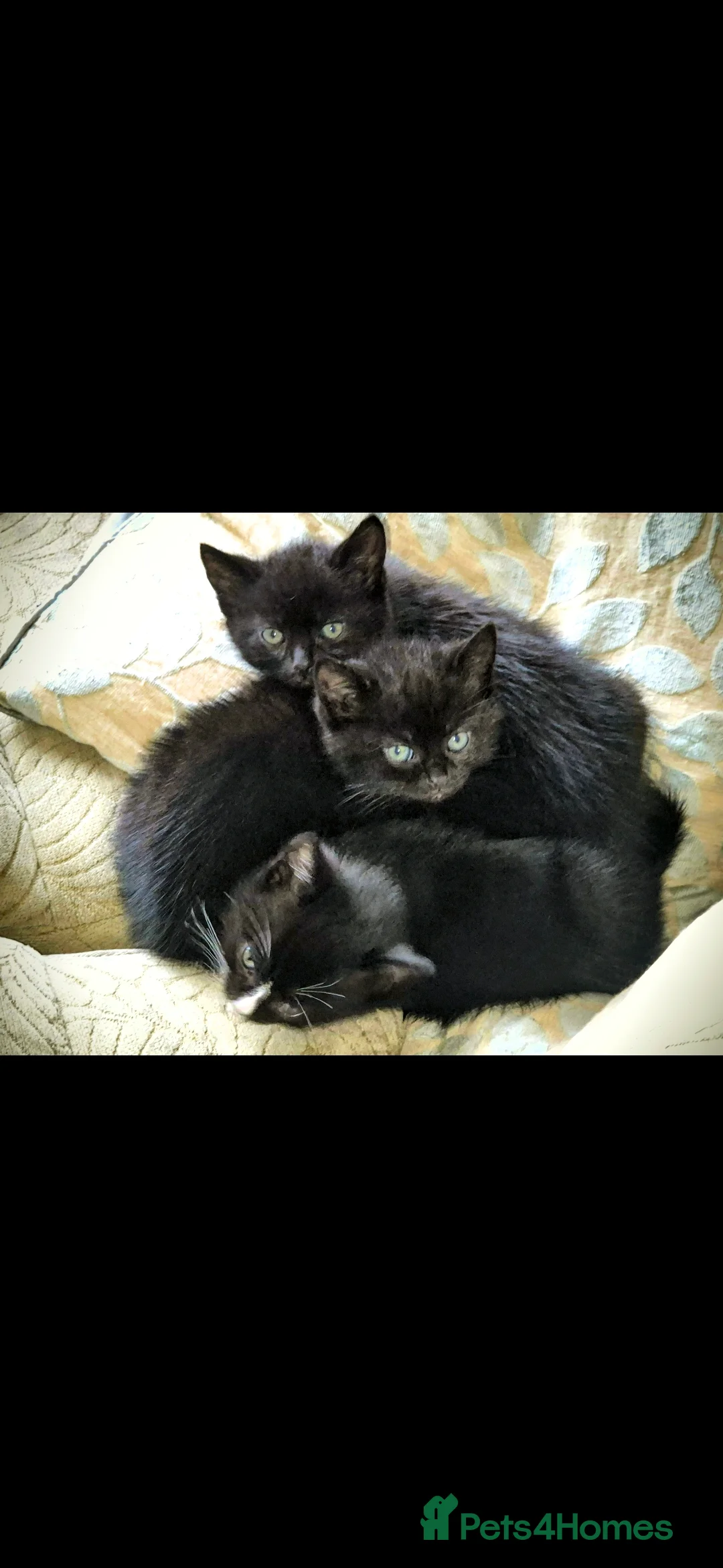 British Shorthair cats for sale: 3 beautiful little kittens !! - Advert 11