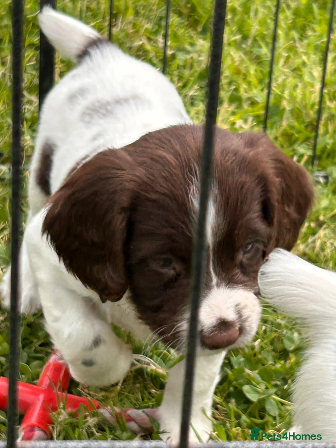 English Springer Spaniel dogs for sale: Beautiful English springer spaniel puppies  - Advert 2