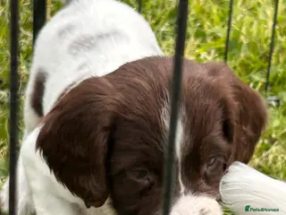 English Springer Spaniel dogs Beautiful English springer spaniel puppies - Advert 1