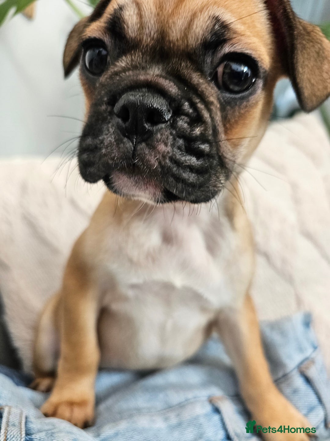Frug dogs for sale: Frug puppies - Image 6