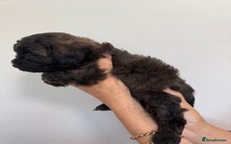 Cavapoo dogs for sale: Beautiful Toy F1b Cavapoo puppies  in Liskeard - Image 6