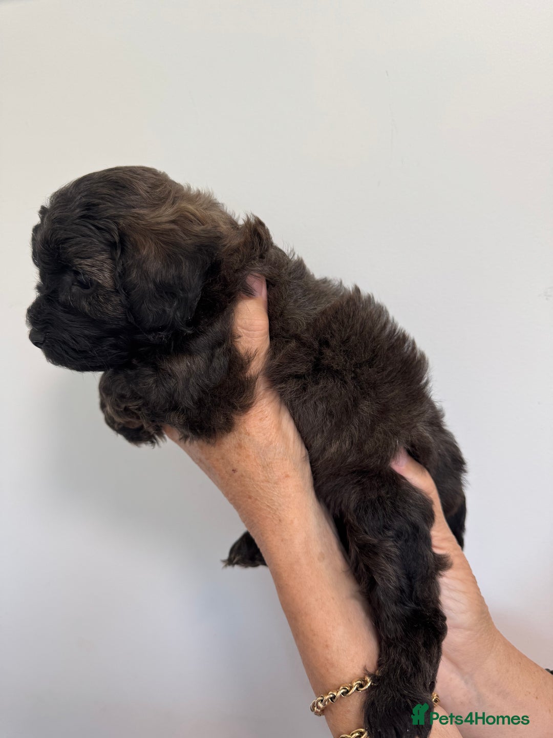 Cavapoo dogs for sale: Beautiful Toy F1b Cavapoo puppies  in Liskeard - Image 6