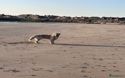 Golden Retriever dogs for stud: Gorgeous Golden Retriever Stud  - Image 12