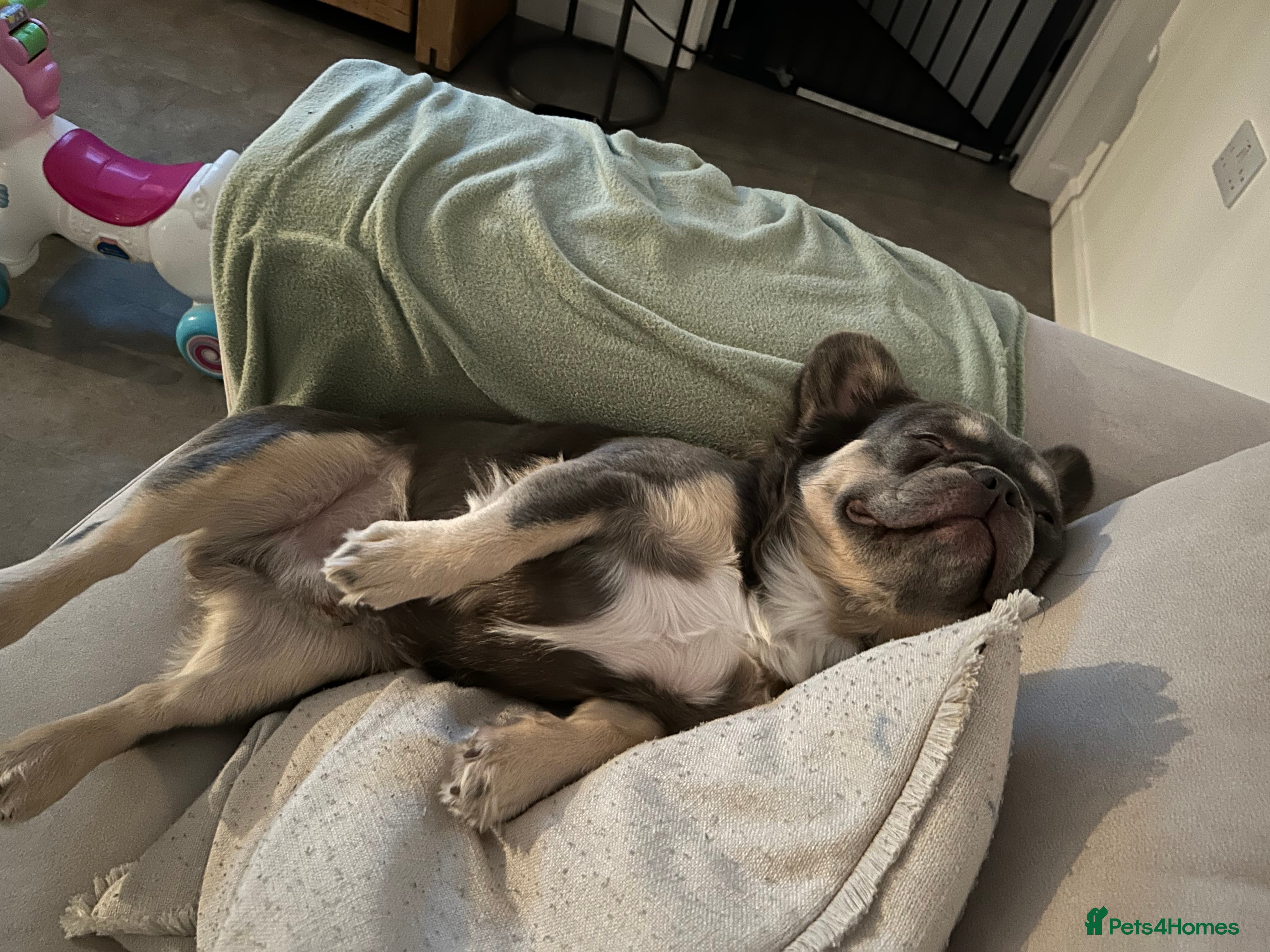 French Bulldog dogs for sale: Fluffy French Bulldog Archie  in Peterborough - Advert 6