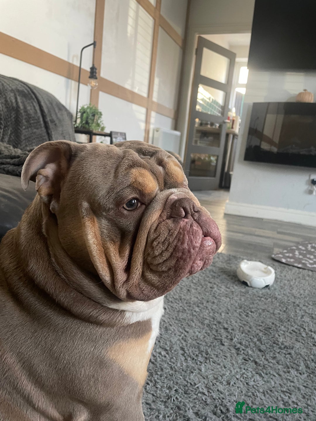 English Bulldog dogs for sale: Lilac & Tan English Bulldog 3 Yr Old MALE - Image 8