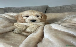 Cockapoo dogs for sale: Adorable F1 cockapoo puppies  - Image 15