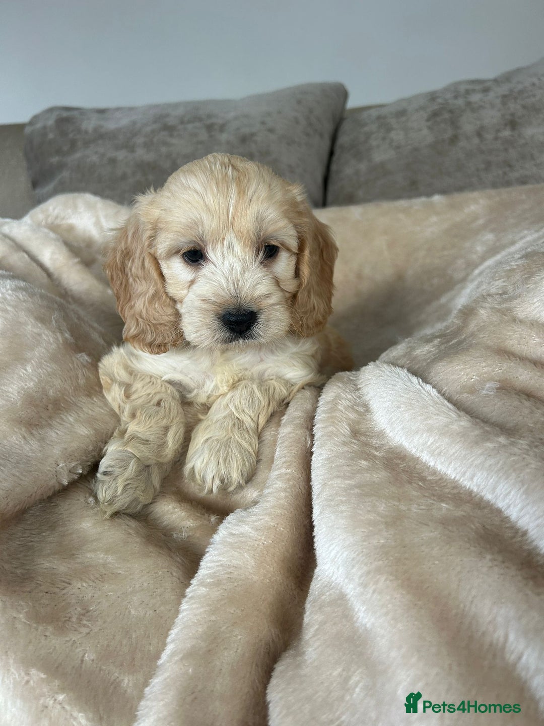 Cockapoo dogs for sale: Adorable F1 cockapoo puppies  - Image 15