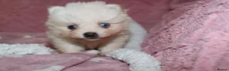Pomsky dogs for sale: Pomsky Puppies (3) - Advert 17