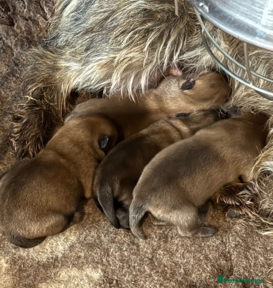 Cairn Terrier dogs for sale: Beautiful Pedigree Cairn Terrier pups - Advert 3
