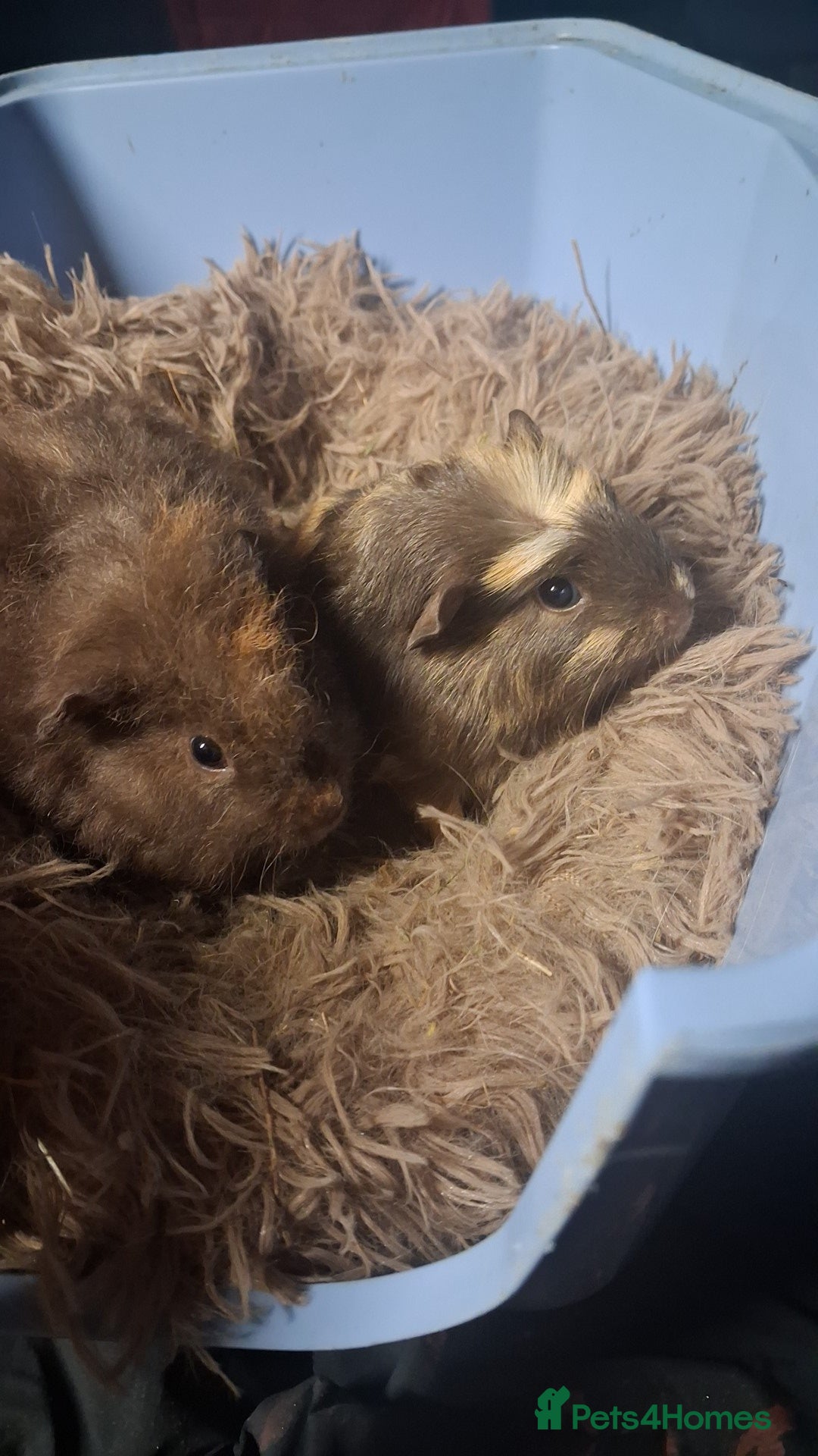 Guinea Pig rodents for sale: 2 male guinea pigs for sale in Stoke-on-Trent - Advert 2