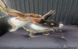 Mixed Breed rabbits for sale: Rabbits - Image 2