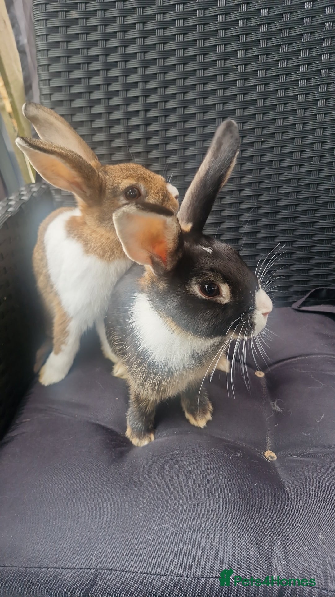 Mixed Breed rabbits for sale: Rabbits - Image 2
