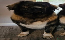 Caucasian Shepherd Dog dogs for sale: Caucasian shepherd  - Image 2
