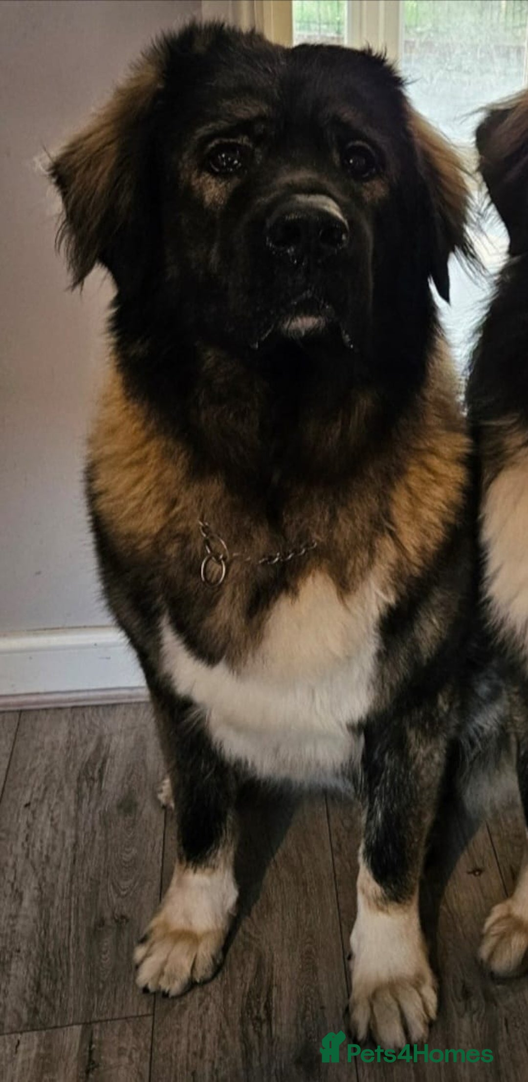 Caucasian Shepherd Dog dogs for sale: Caucasian shepherd  - Image 2