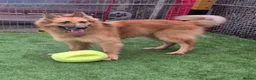German Shepherd dogs for adoption: GANDER - 5 year old GSD - Advert 8