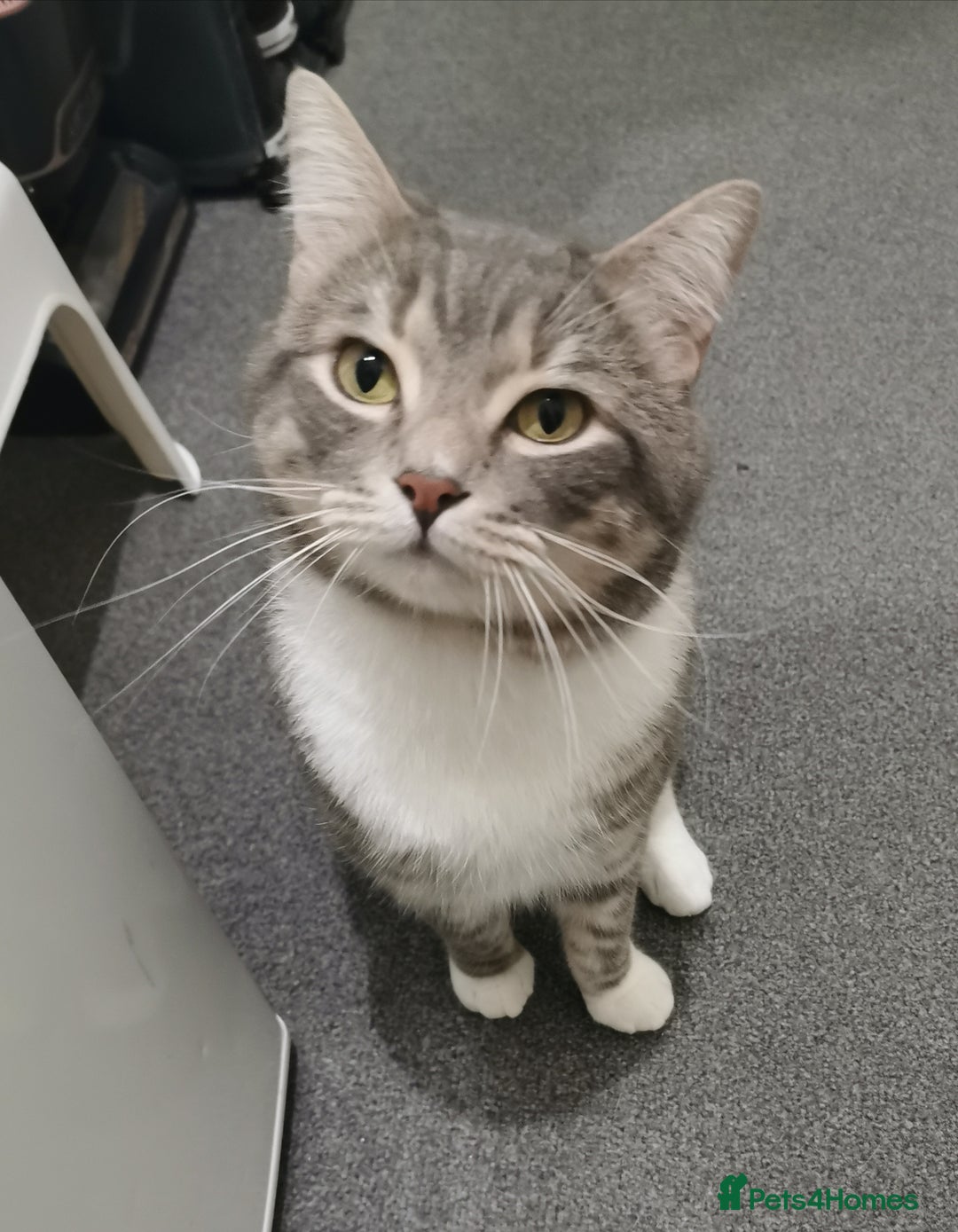 British Shorthair cats for sale: Stunning BSH Silver Tabby kittens - Advert 10