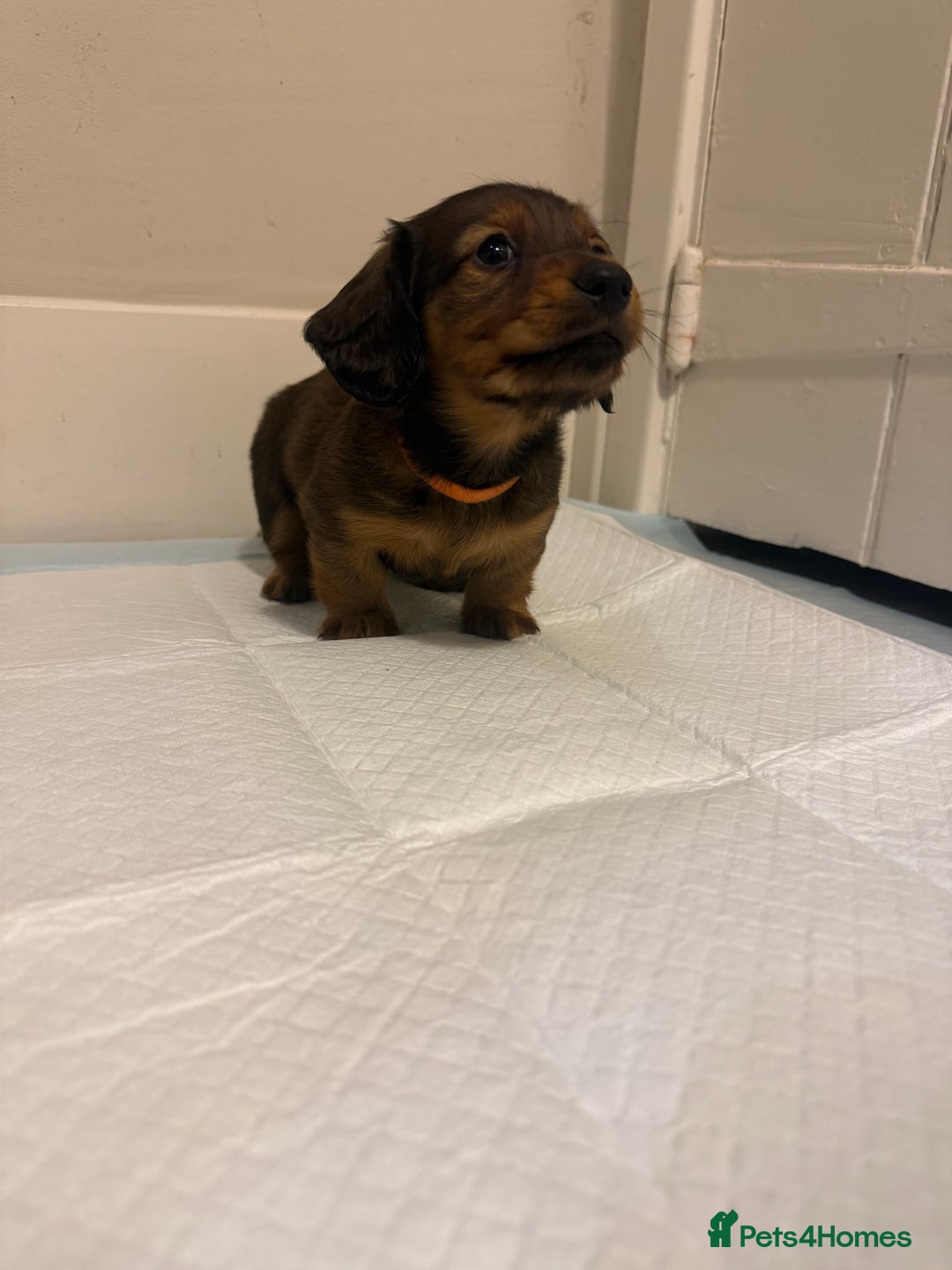 Miniature Dachshund dogs for sale:  Long haired miniature dachshund litter  - Advert 17