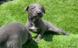Whippet dogs for sale: Stunning kc reg whippet puppies  - Image 8