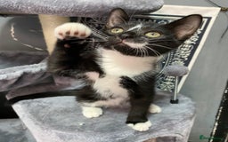 Mixed Breed cats for sale: Beautiful kitten ready to go!!😸 - Image 2