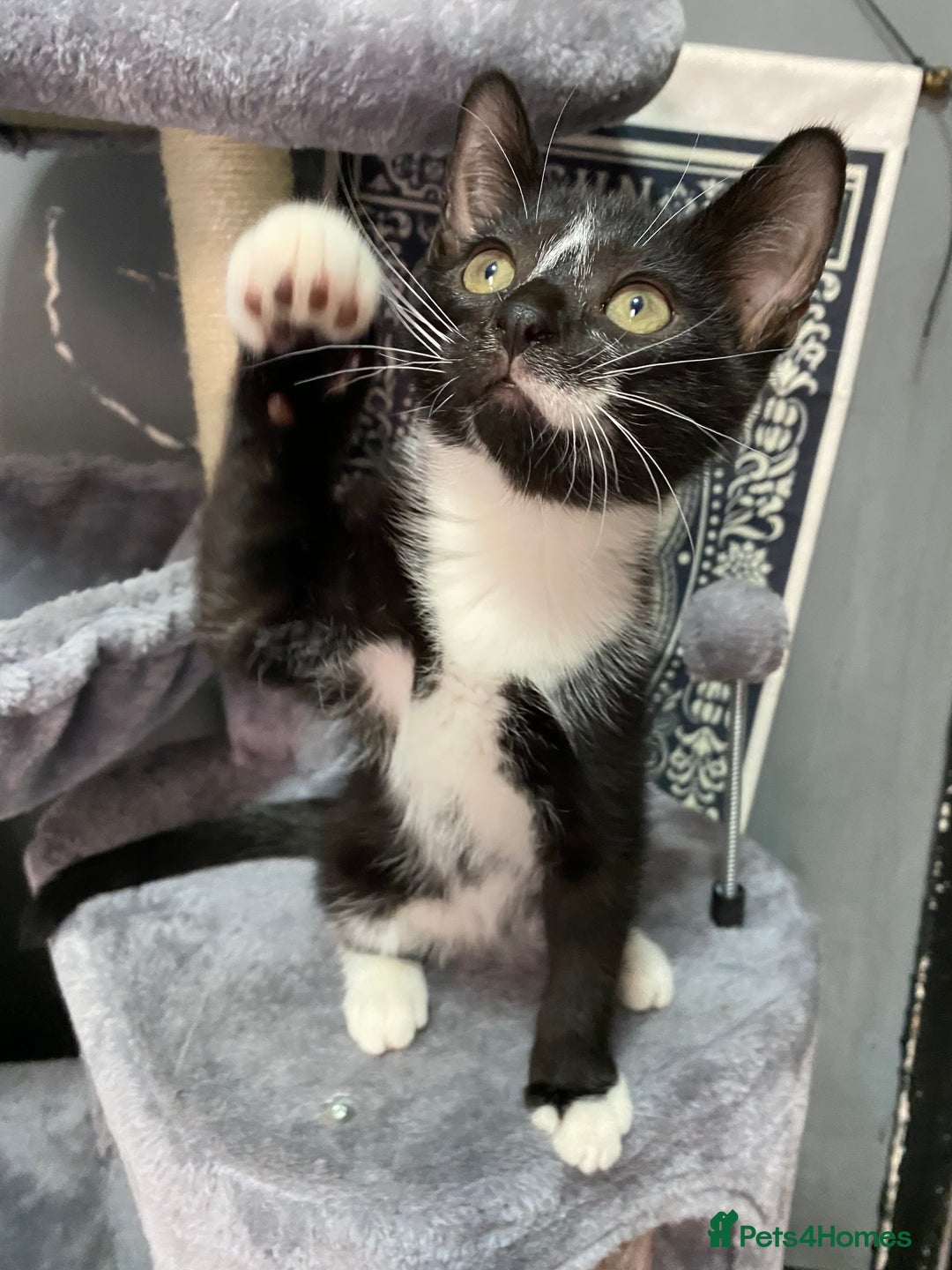 Mixed Breed cats for sale: Beautiful kitten ready to go!!😸 - Image 2