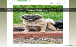 Pug dogs for sale: Beautiful Pug puppies - Image 13