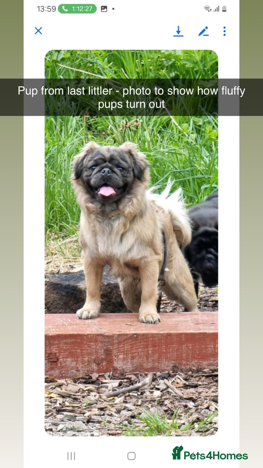 Pug dogs for sale: Beautiful Pug puppies - Image 13