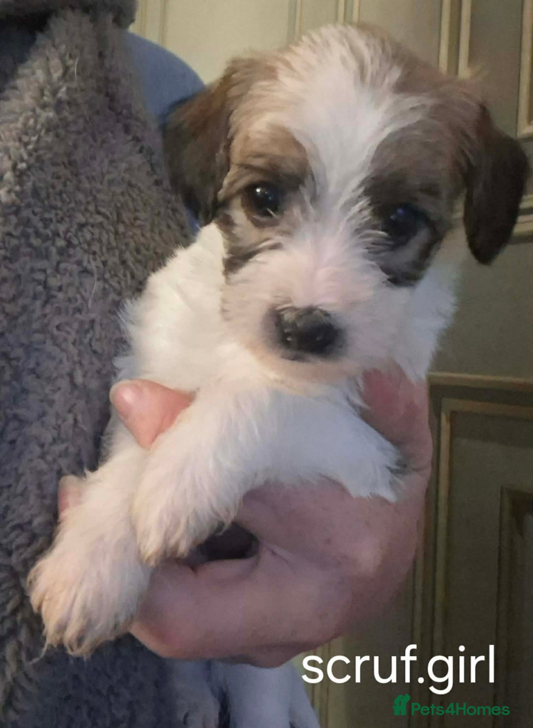 Jackapoo dogs for sale: JACKAPOO PUPPIES - Advert 12