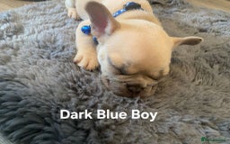 French Bulldog dogs for sale: Beautiful chunky French Bulldogs - Image 20