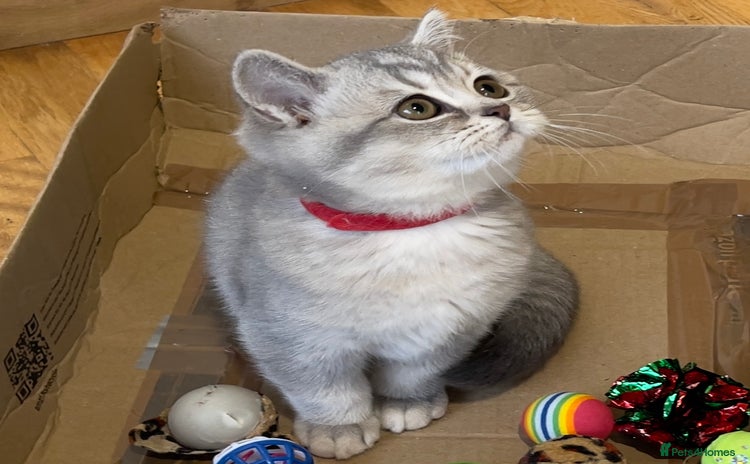 British Shorthair cats - Advert 8