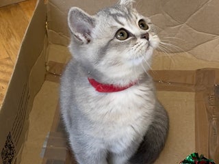 British Shorthair cats - Advert 7